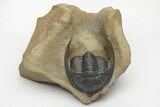 Diademaproetus Trilobite - Foum Zguid, Morocco #216513-2